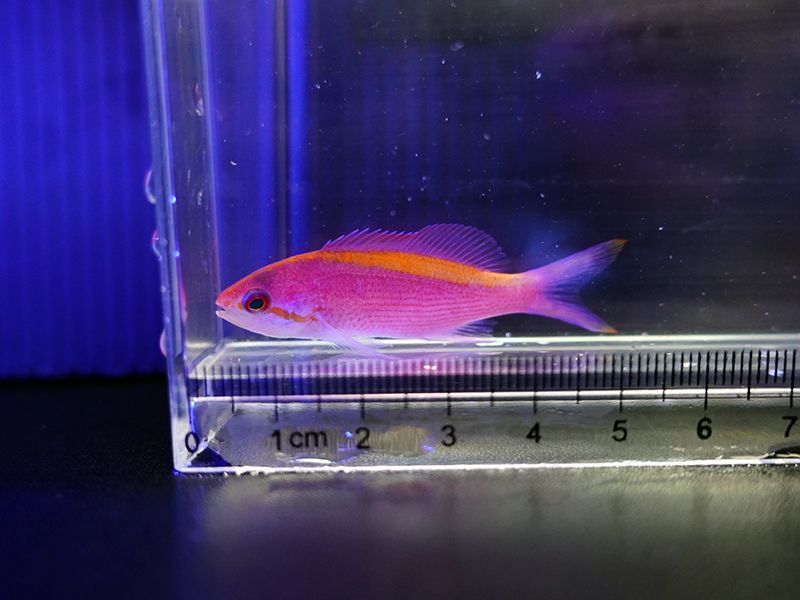 画像1: パープルクイーンアンティアス