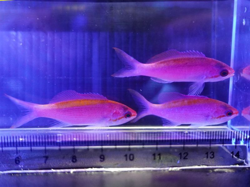 画像1: 【特価】パープルクイーンアンティアス3匹セット