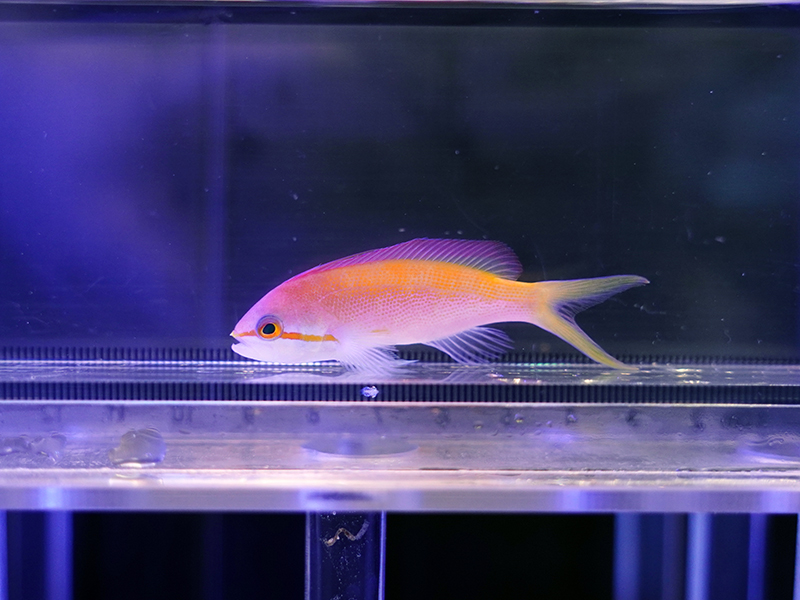 画像1: スレッドフィンアンティアス