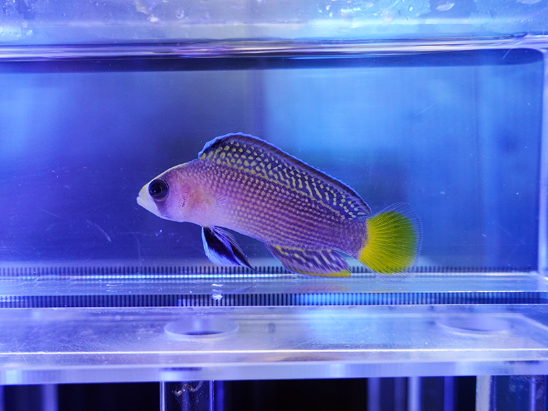 画像1: スプレンデッドドティーバック