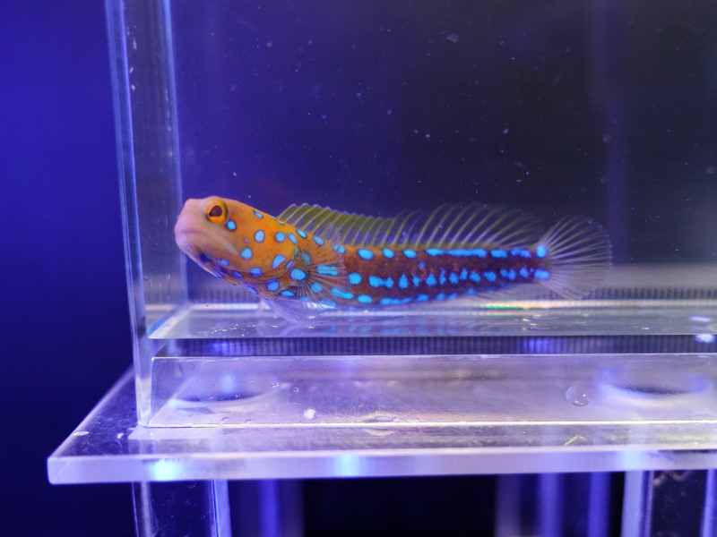 画像1: ブルースポットジョーフィッシュ01