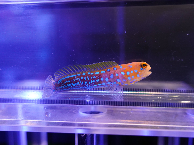 画像1: ブルースポットジョーフィッシュ02