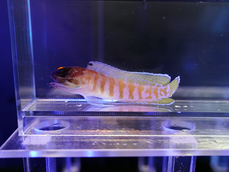 画像1: ゴールドスペックスジョーフィッシュ