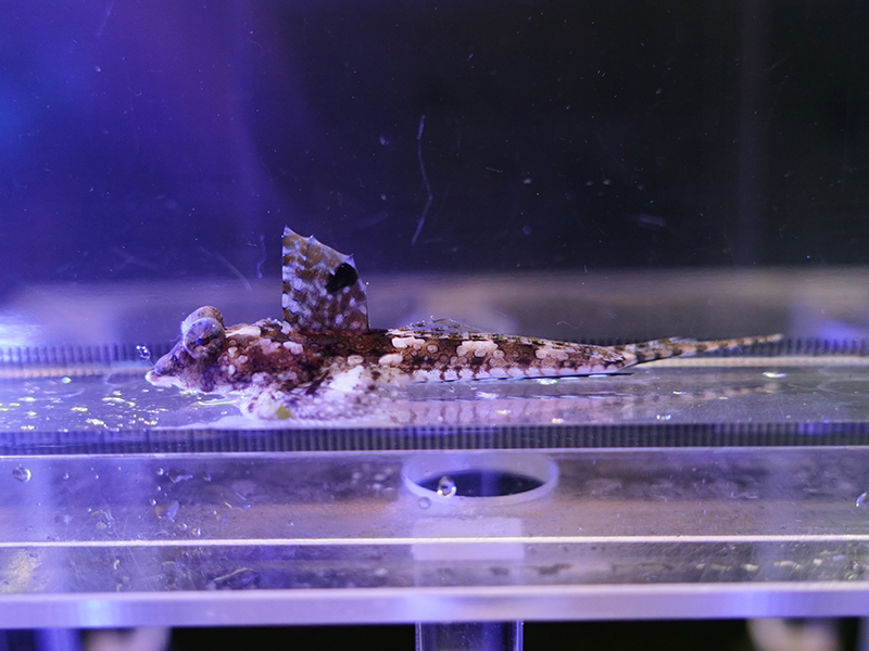 画像1: ロングテールドラゴネット