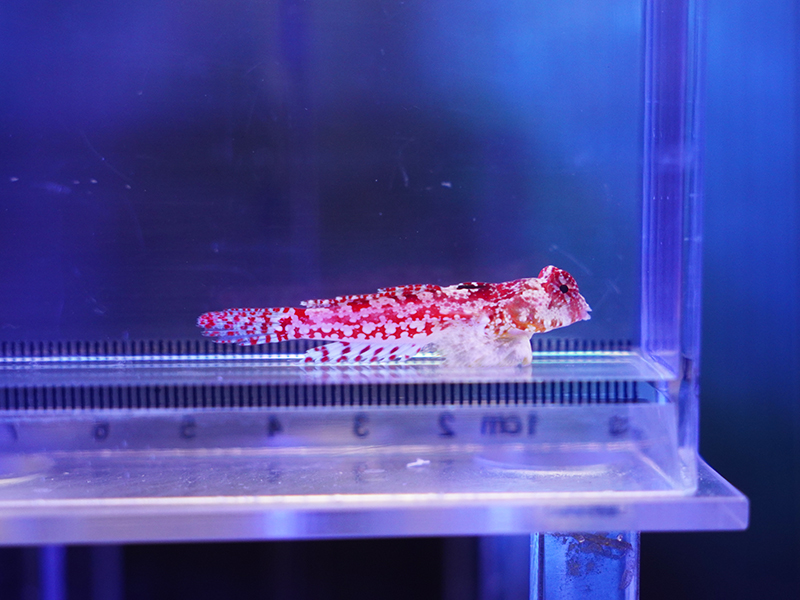 画像1: ミヤケテグリメス