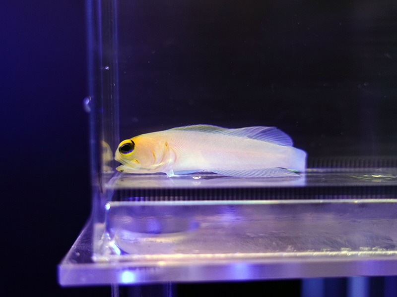 画像1: パーリージョーフィッシュ