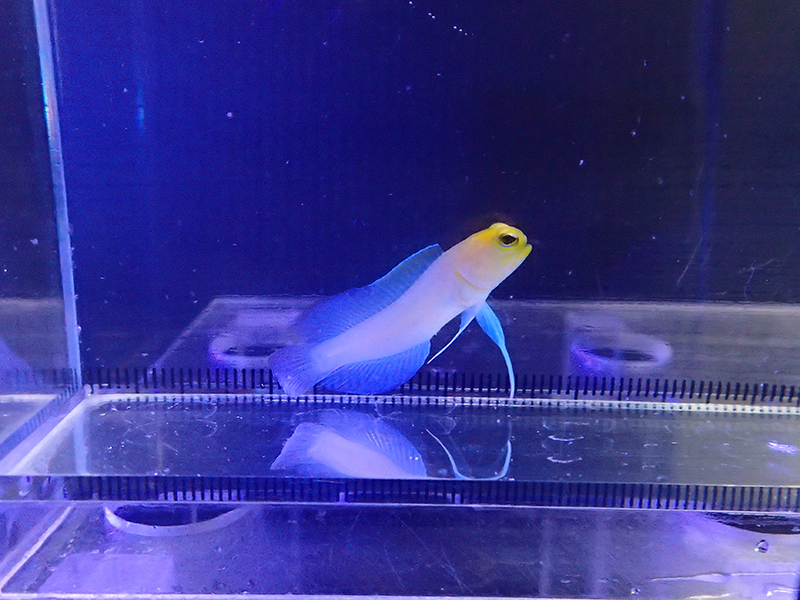 画像1: イエローヘッドジョーフィッシュS