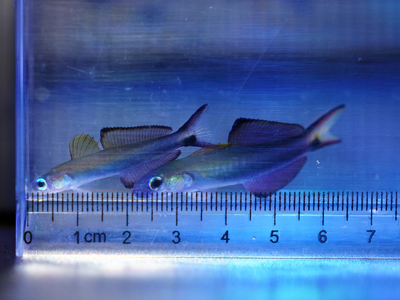 画像2: クロユリハゼ