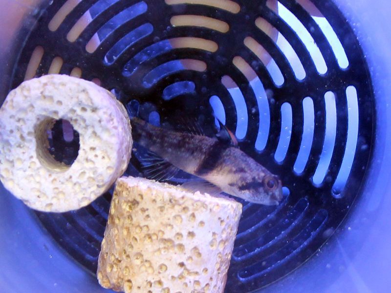 画像2: タスキヒナハゼ
