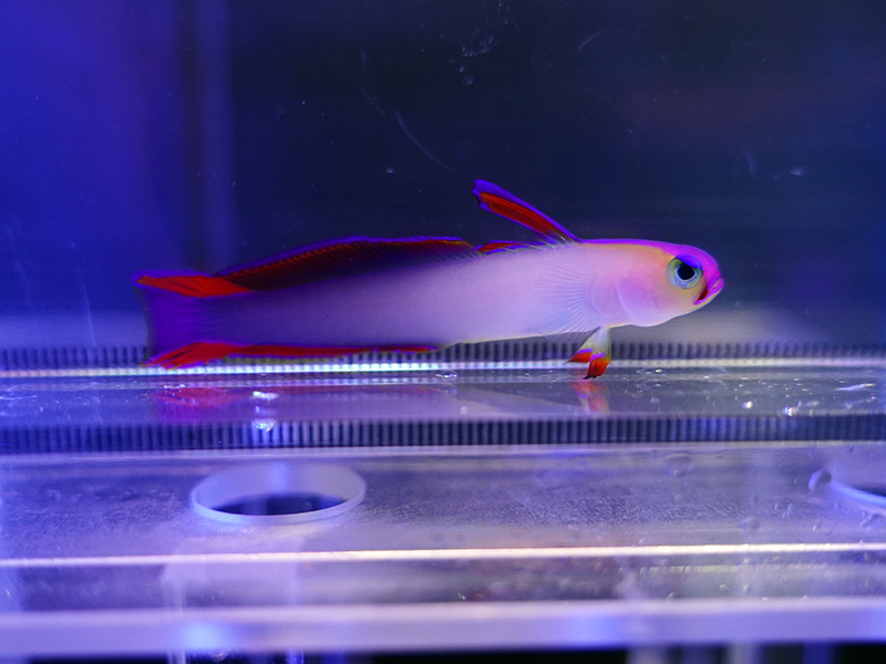 画像1: アケボノハゼ（太平洋タイプ）