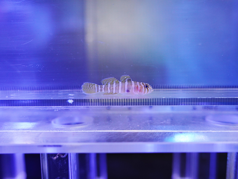 画像1: ベンケイハゼ