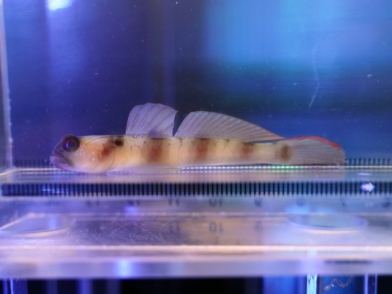 画像1: ダテハゼの一種