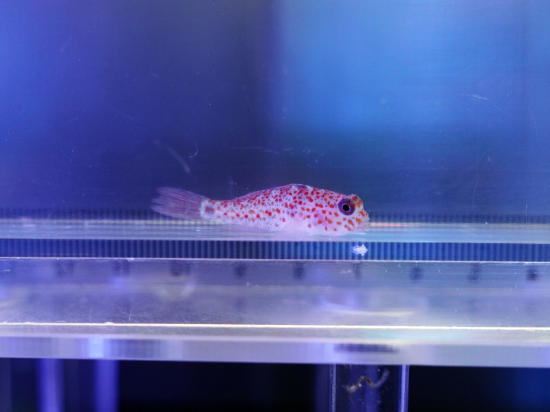 画像1: フタホシホシハゼ