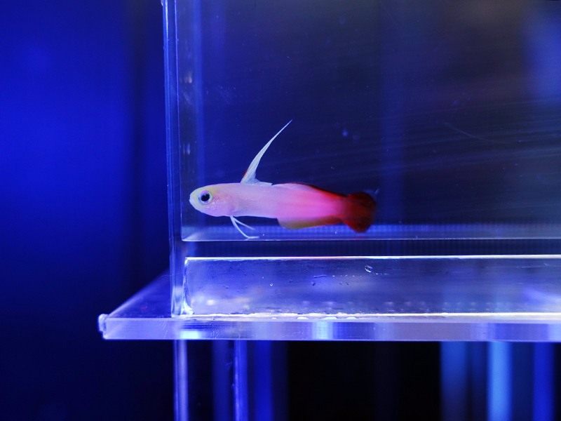 画像2: ハタタテハゼ