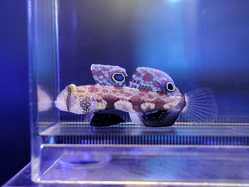 画像1: カニハゼ