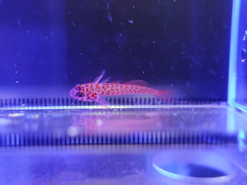 画像1: オキナワベニハゼ