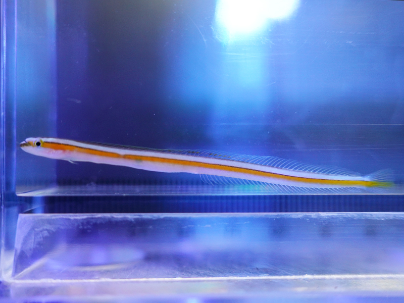 画像1: オレンジラインワームゴビー