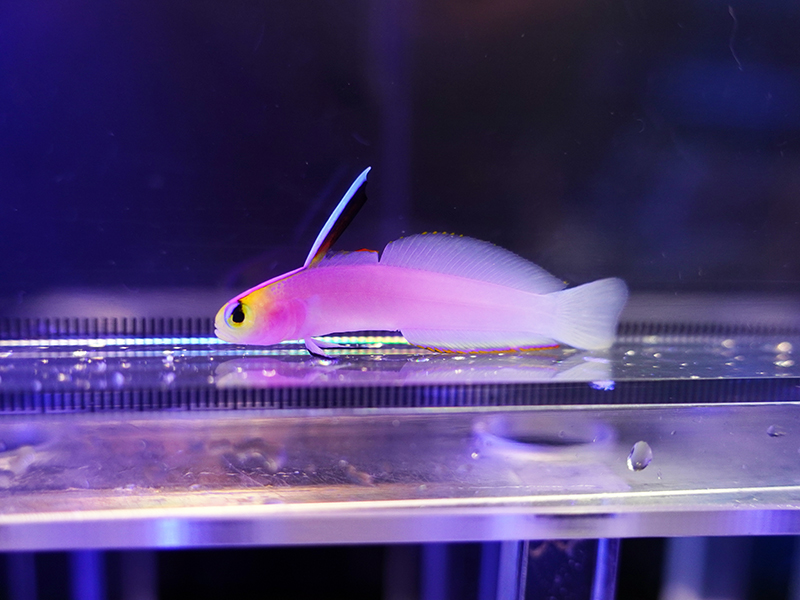 画像2: パープルファイヤーゴビー