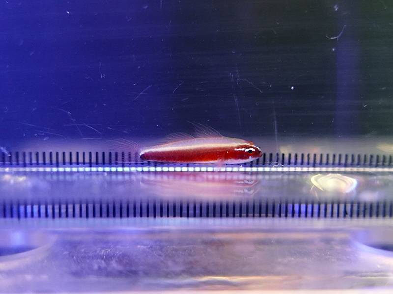 画像1: ソメワケイソハゼ