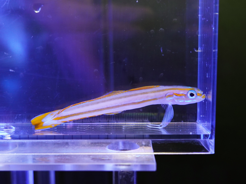 画像1: スジクロユリハゼ