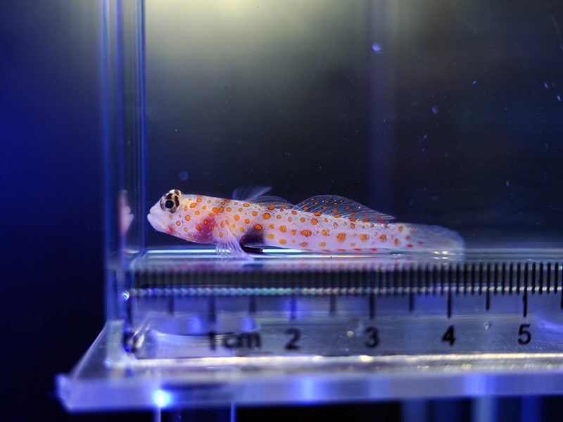 画像1: ヤマブキハゼ