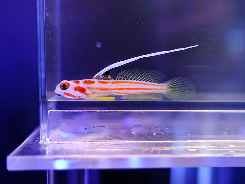 画像1: ヤシャハゼメス