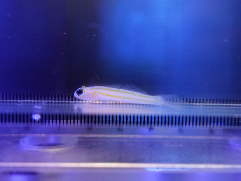 画像1: イエローラインシュリンプゴビー