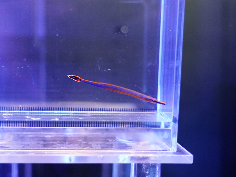 画像1: ヒバシヨウジウオ