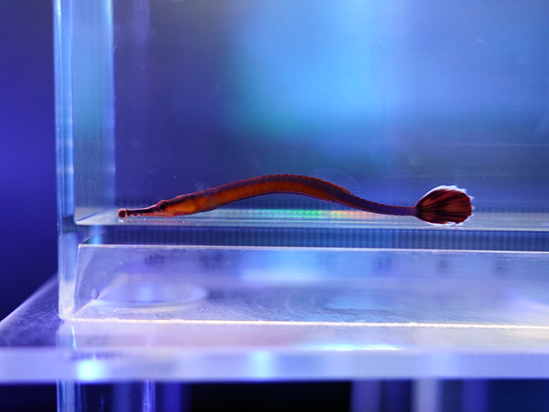 画像1: ナローストライプパイプフィッシュ（東アフリカ）