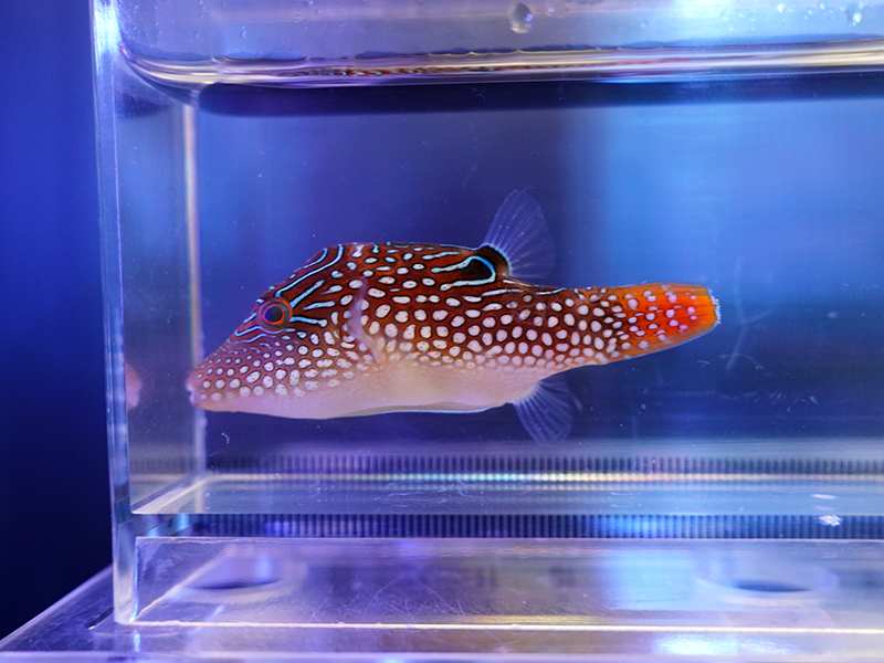 画像1: インドパシフィックトビー