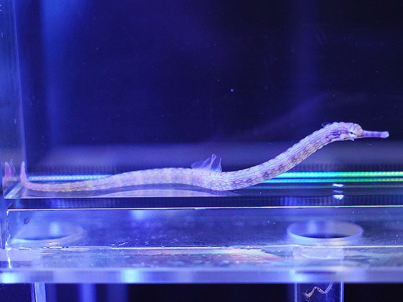 画像1: イシヨウジ