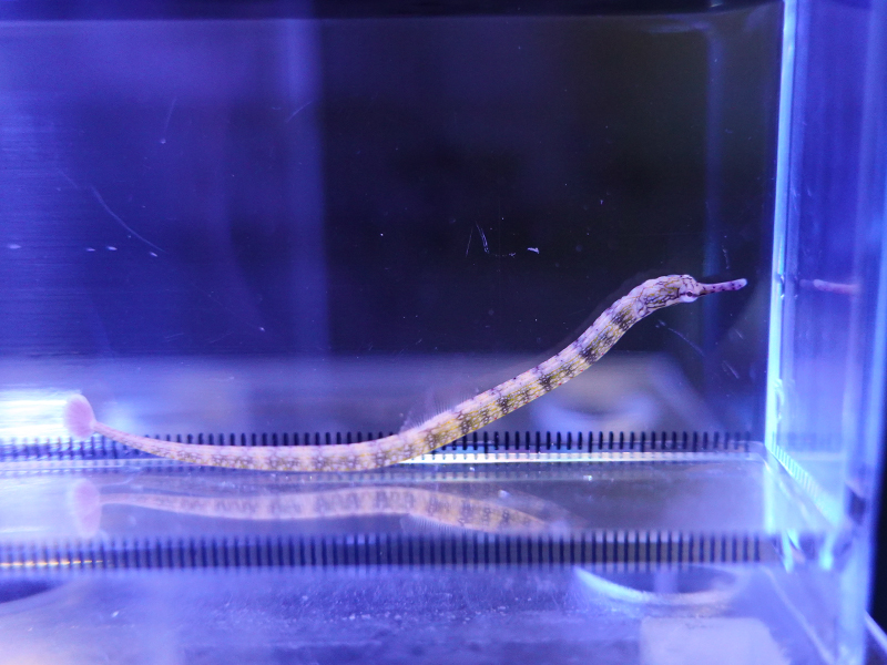 画像1: イシヨウジ