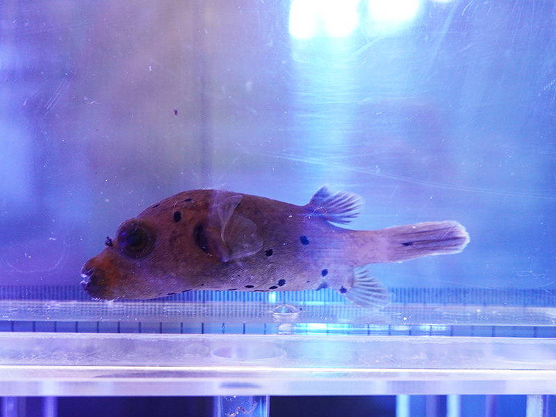 画像1: コクテンフグ