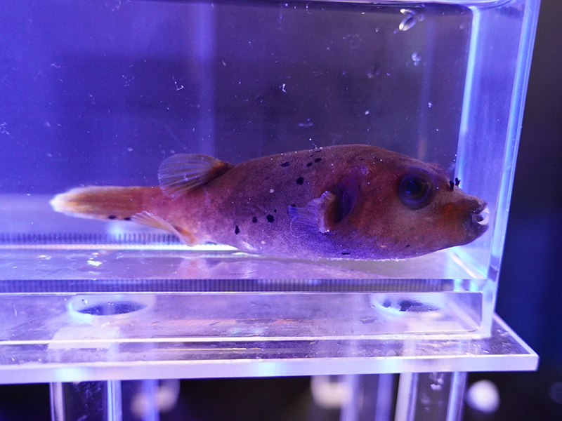 画像1: コクテンフグ01