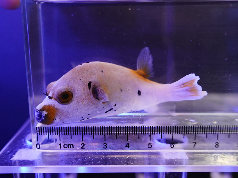 画像1: コクテンフグ02