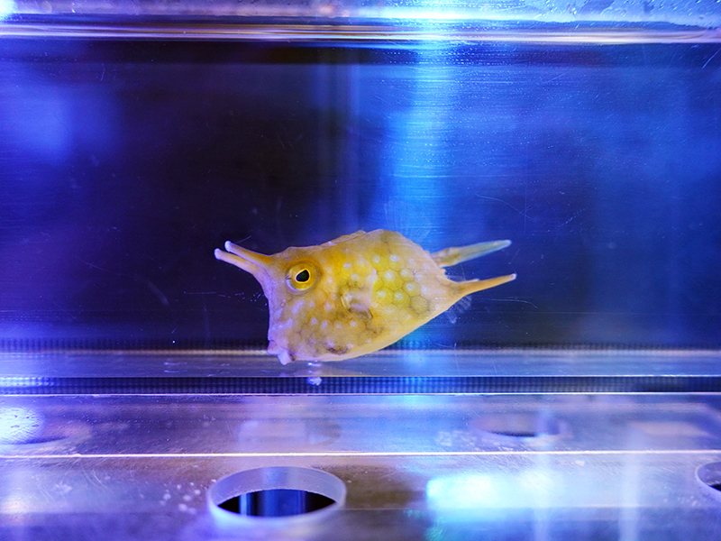 画像1: コンゴウフグS