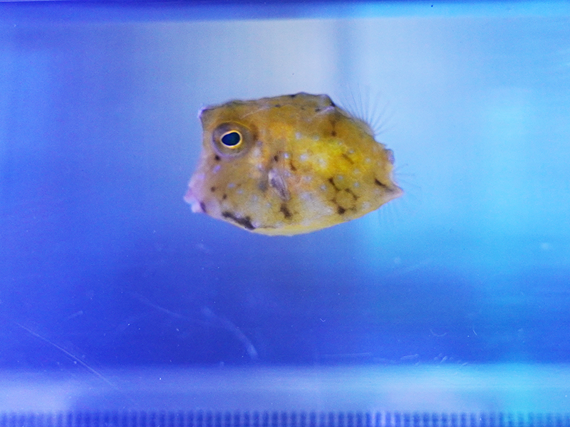 画像1: コンゴウフグ01