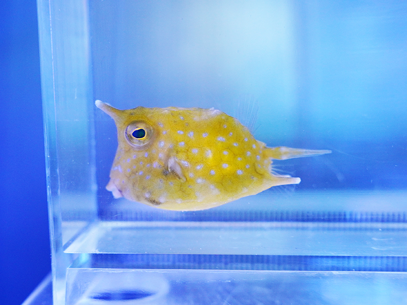 画像1: コンゴウフグ02