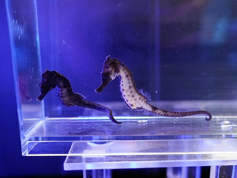 画像3: クロウミウマ（カミハタブリード）