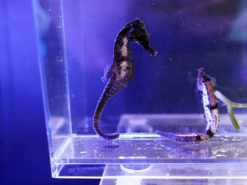 画像1: クロウミウマ（カミハタブリード）