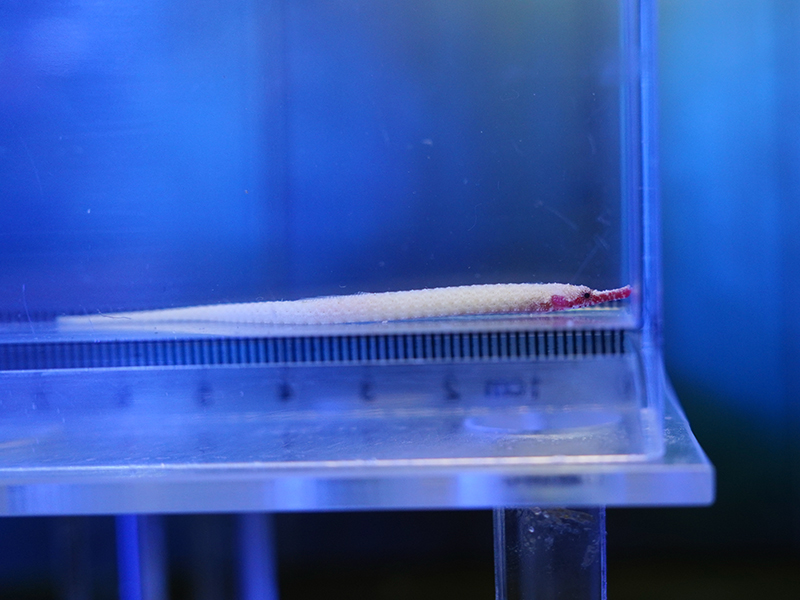 画像1: マックスウェバーズパイプフィッシュ