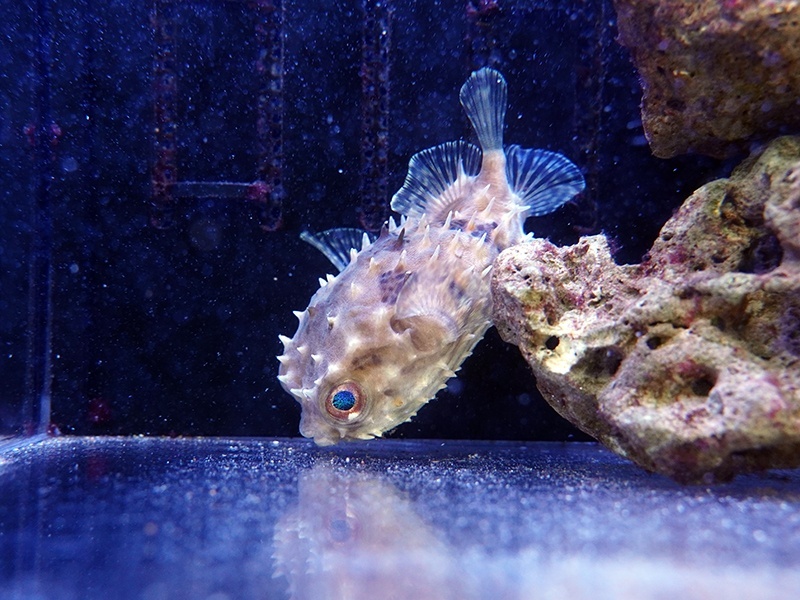 画像1: メイタイシガキフグ