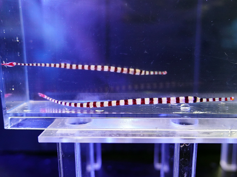 画像1: オイランヨウジウオ