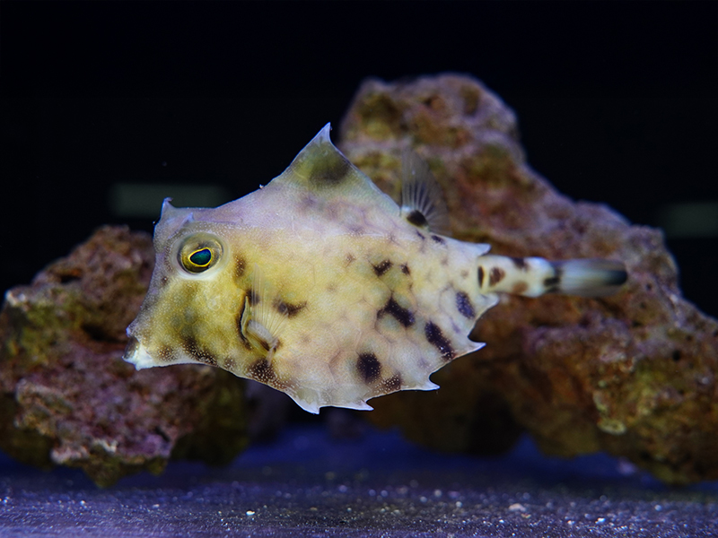 画像1: ラクダハコフグ（スリランカ）L