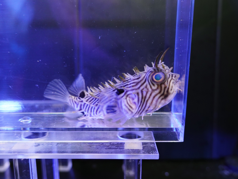 画像1: ストライプドバーフィッシュM