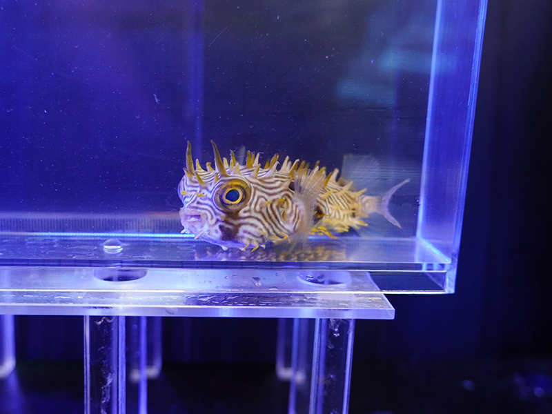 画像1: ストライプドバーフィッシュ02