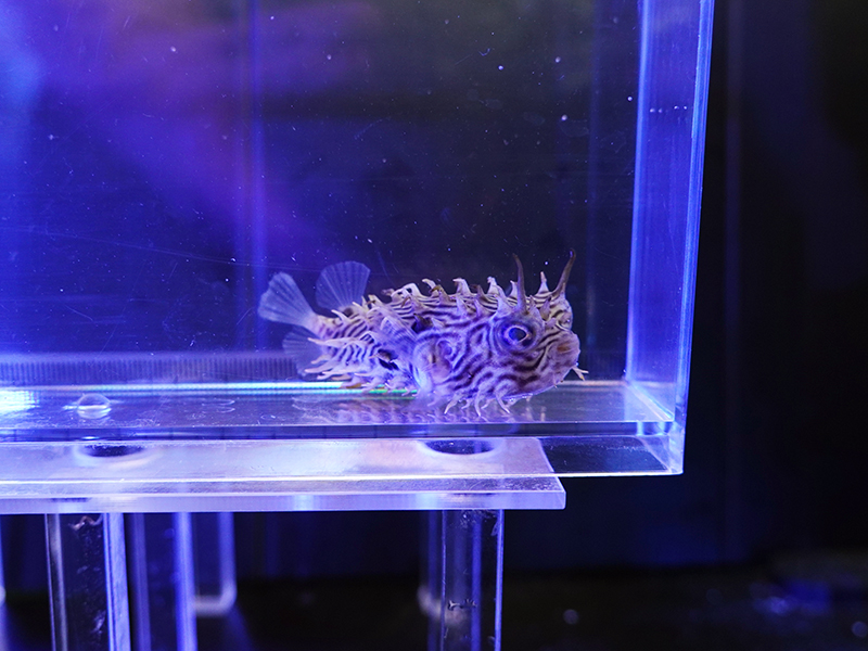 画像1: ストライプドバーフィッシュS