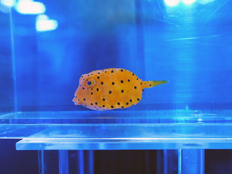 画像1: テングハコフグ