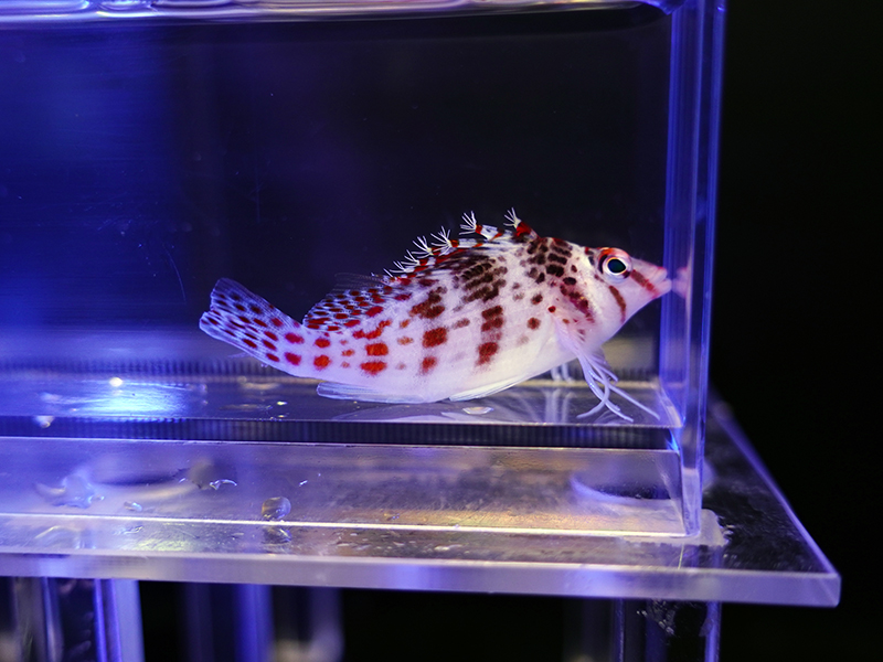 画像1: サラサゴンベ