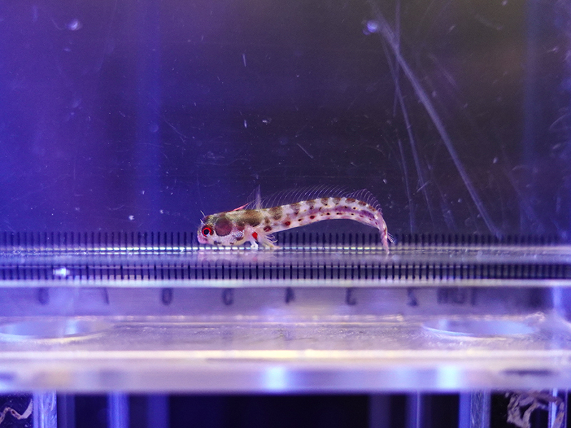 画像2: バーナクルブレニー